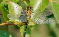 Dragonfly съмнителни, или белоноска е малка